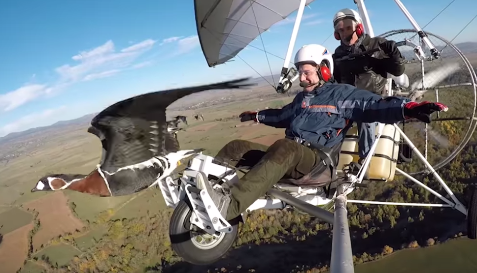 people flying with birds
