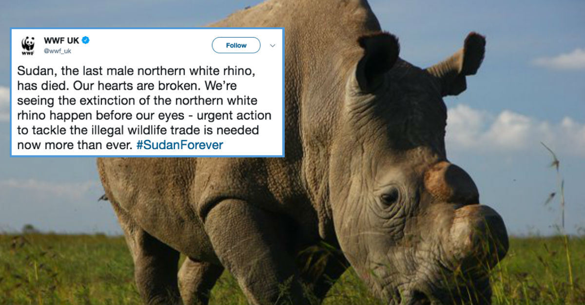 sudan rhino extinct species