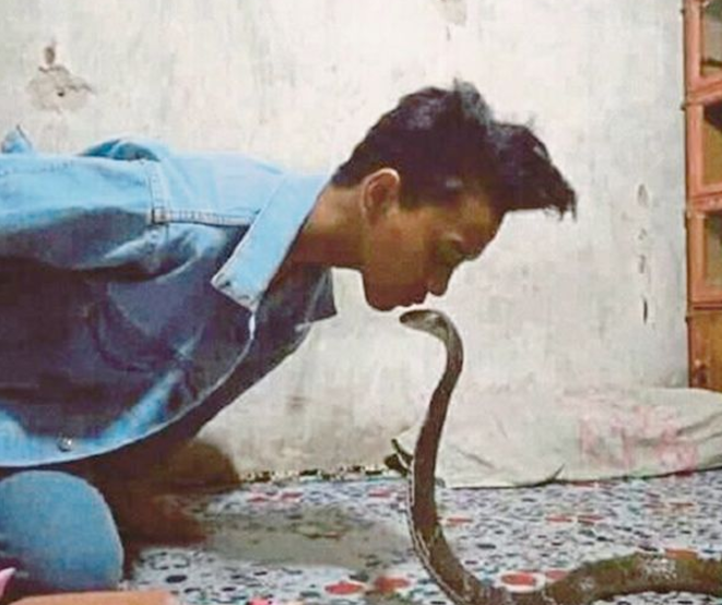 aril kissing cobra