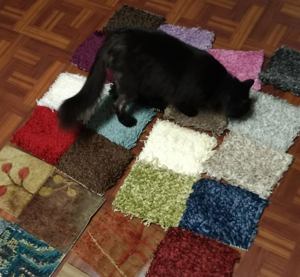 cat on carpet samples