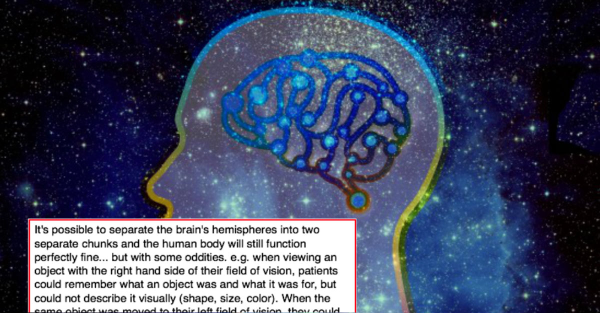 human body brain fun facts you never knew