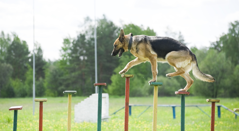 german shepherd