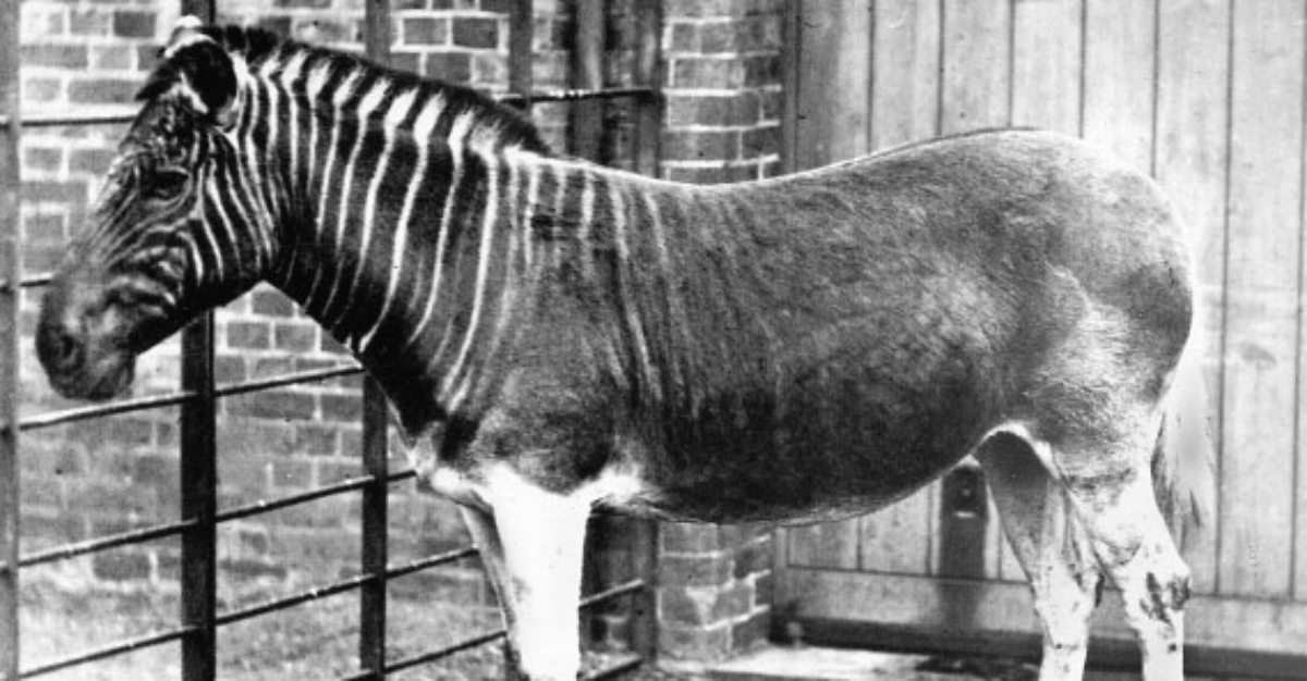 quagga extinct animal