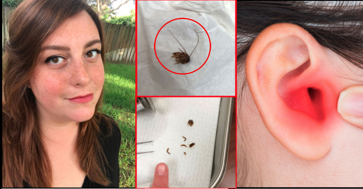 katie holley plametto bug cockroach ear feature 1